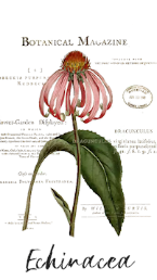 echinacea